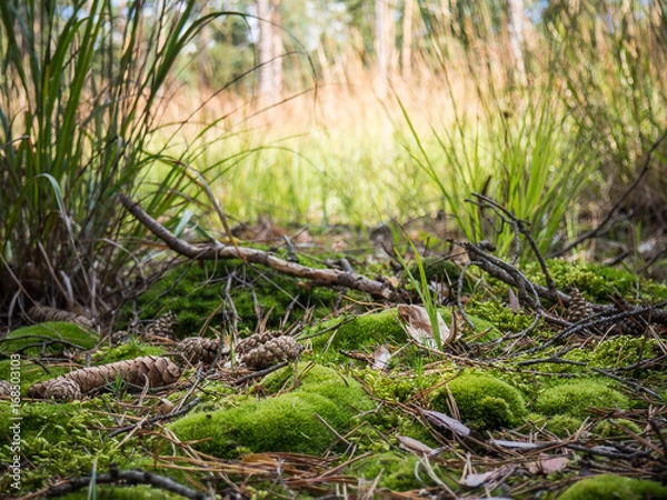 Fototapeta Forest ground