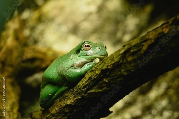 Fototapeta Close up photo of The Australian green tree frog (Litoria caerulea) with blurry background. 