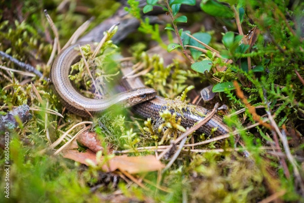 Obraz slowworm hiding in the moss