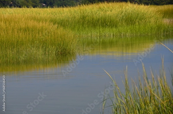 Fototapeta sea grass