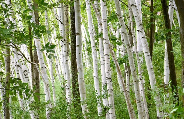 Fototapeta maynard birch