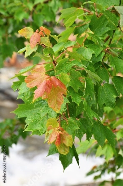 Fototapeta fall leaves
