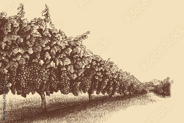 Fototapeta Vineyard illustration in a vintage style. This vector illustration can be used in any size you like for advertising, logos, and other work.