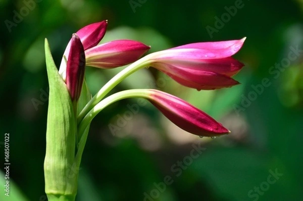 Fototapeta pink buds