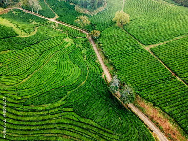 Fototapeta Green Tea Fields With Pathways