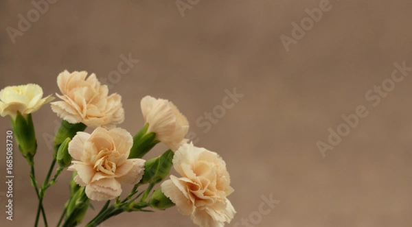 Fototapeta Bouquet of garden carnations on a brown background. Panorama with flowers of small carnations. There is space for text.