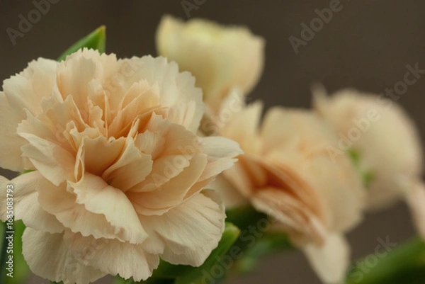 Fototapeta Flowers of small carnation close-up. Macro. Buds of garden carnation on a brown background. Flowers in summer and spring.