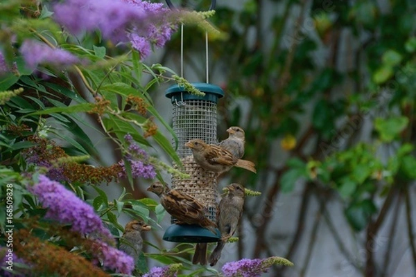 Obraz Greedy house sparrows at the feeder, coming and going, and squabling.