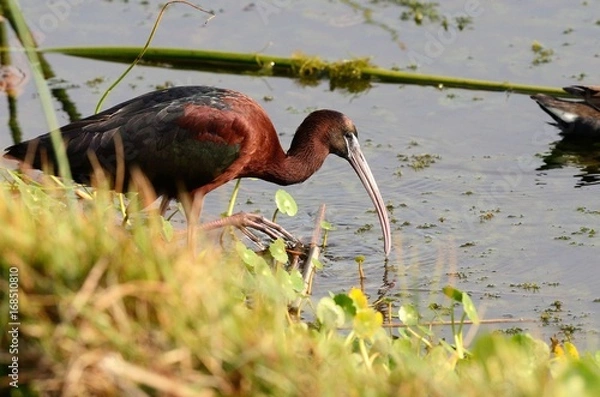 Fototapeta Glossy Ibis