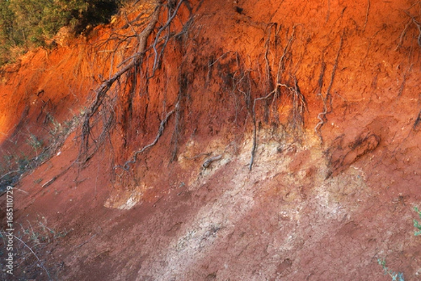 Obraz roots of a tree exposed as a result of a landslide