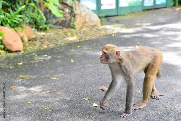 Obraz Monkey on tree. Monkey portrait