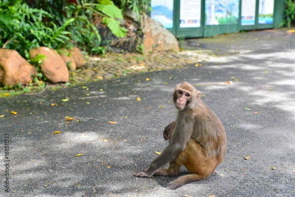 Obraz Monkey on tree. Monkey portrait