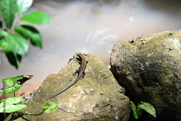 Obraz Family butterfly lizard in nature
