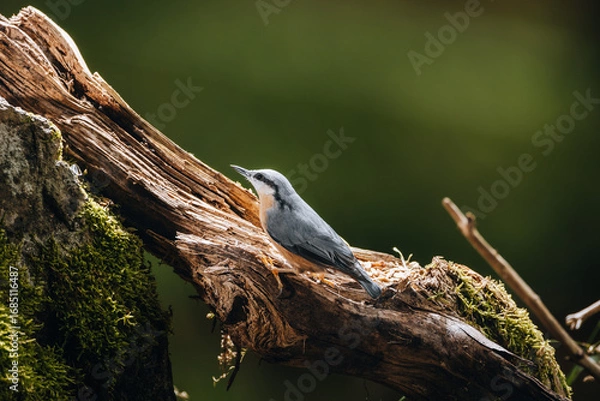 Obraz Kleiber auf Waldboden