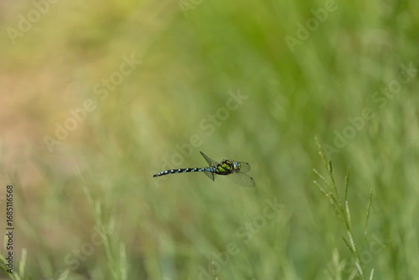 Obraz Libelle im Flug