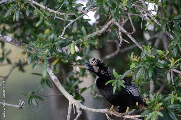Fototapeta Anhinga