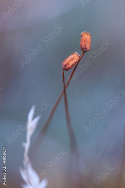 Obraz Mech płonnik, zarodnia