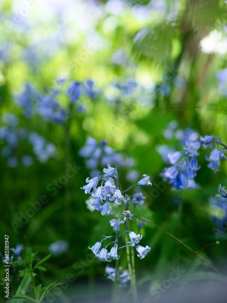 Obraz Common bluebell. 