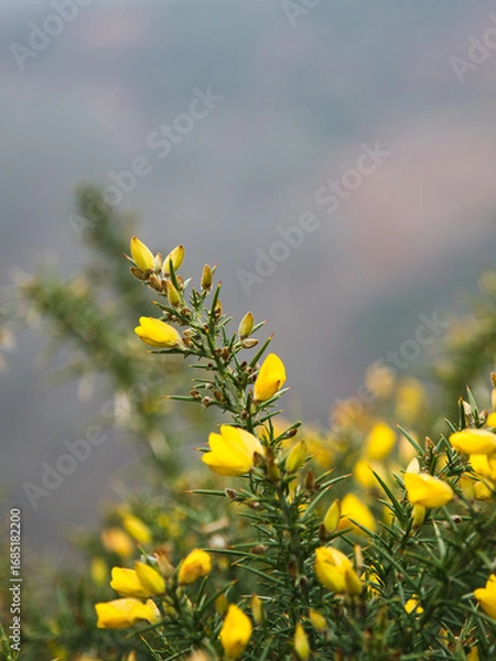 Obraz Gorse bush.
