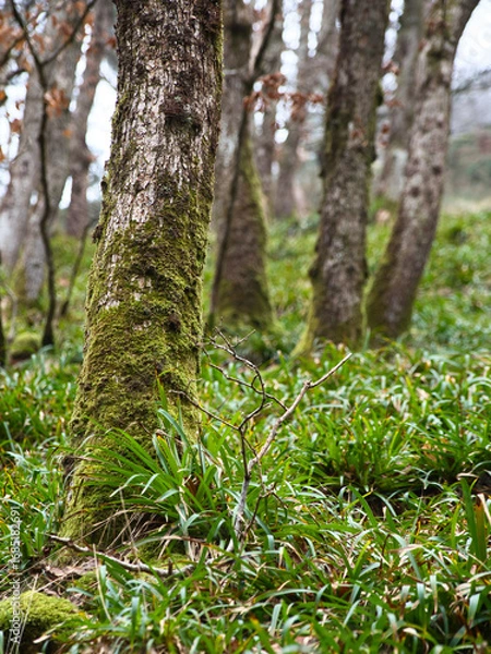 Obraz Moss covered trees on a grassy hill. 