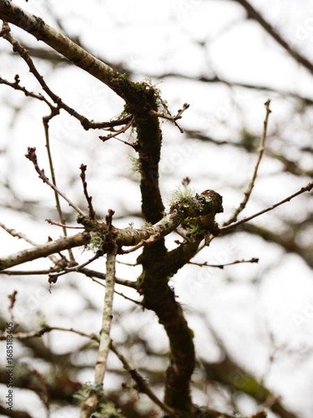 Obraz A bare branch in winter. 