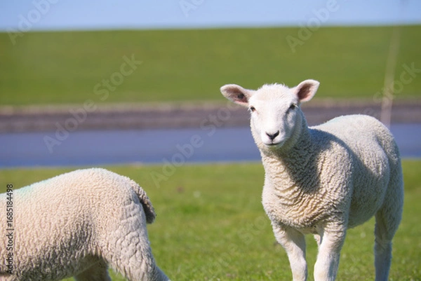 Fototapeta Porträt eines Lamms vor dem Hintergrund des Wasserkanals am Deich