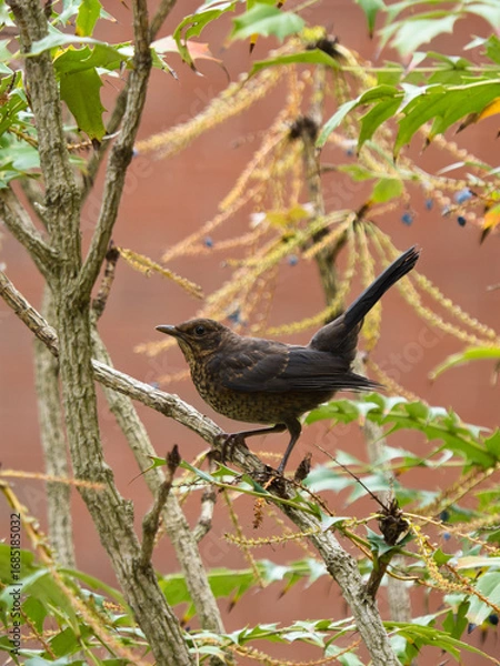 Obraz A juvenile Eurasian blackbird perched in a tree. 
