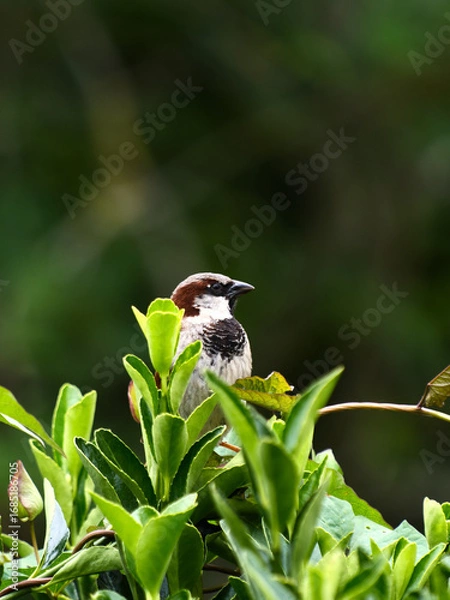 Obraz Tree sparrow in a bush. 