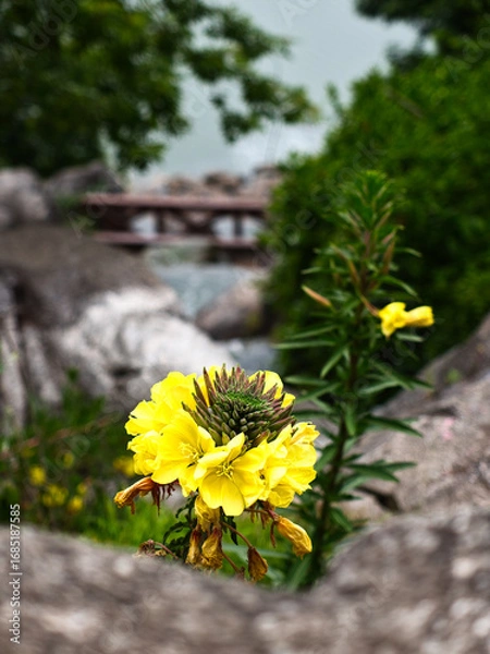 Obraz Oenothera evening primrose. 