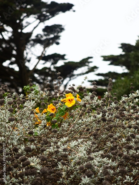 Obraz Yellow nasturtium. 