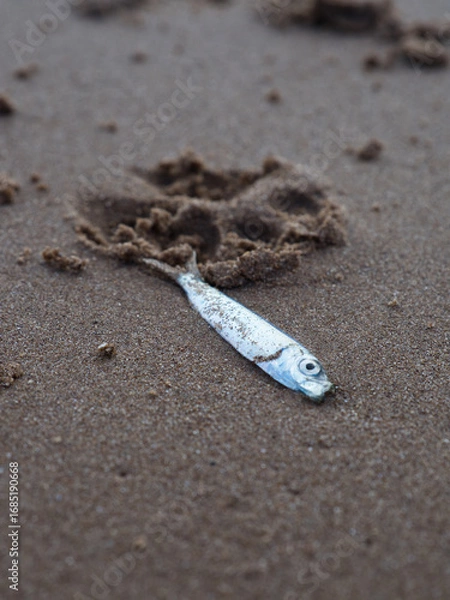 Obraz Sardine on a sandy beach. 