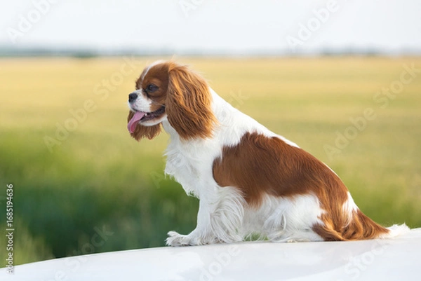 Obraz Cavalier King Charles Spaniel walking on green grass