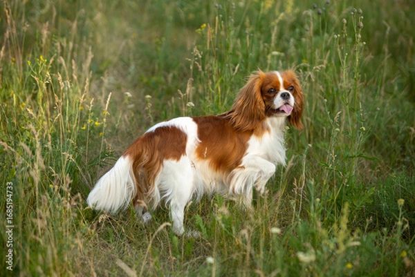 Obraz Cavalier King Charles Spaniel walking on green grass