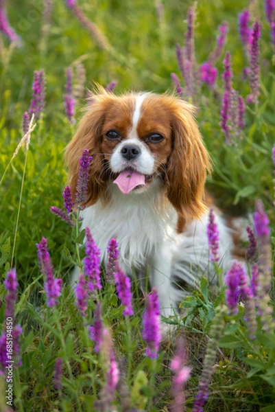 Obraz Cavalier King Charles Spaniel walking on green grass