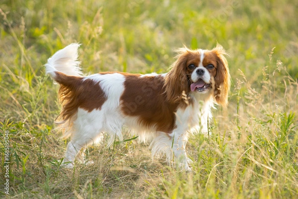 Obraz Cavalier King Charles Spaniel walking on green grass