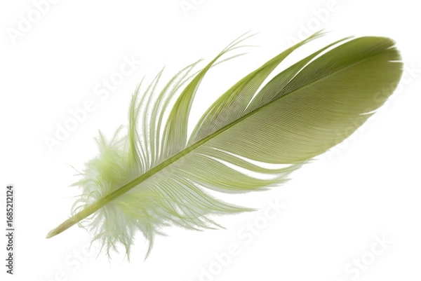 Obraz Light Green Feather Isolated on Transparent Background