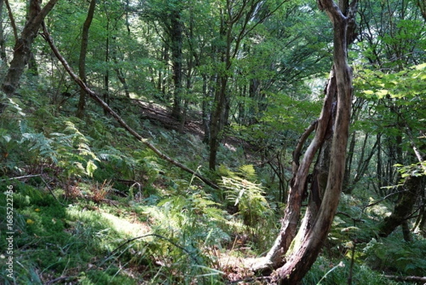 Fototapeta SOTTOBOSCO