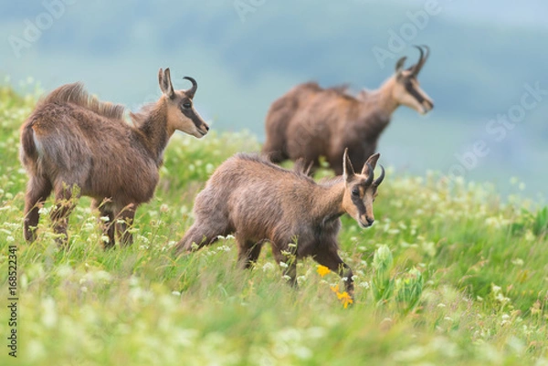Obraz chamois in alpine territory 