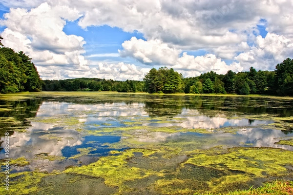 Obraz Lake covered with algae