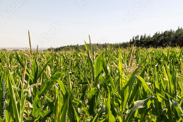 Fototapeta clear sunny weather without clouds in a field with green corn for livestock, a forest is near the field