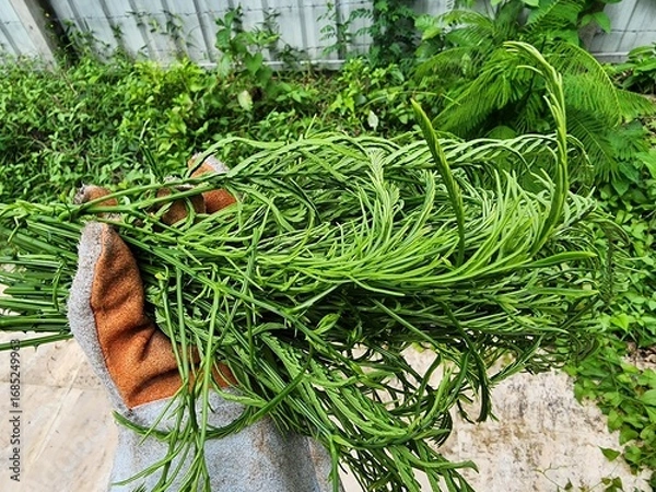 Fototapeta Acacia pennata is a perennial plant. Both young and old leaves are used as a medicinal herb. The stem of the acacia pennata has thorns. The leaves are small and have a pungent smell.