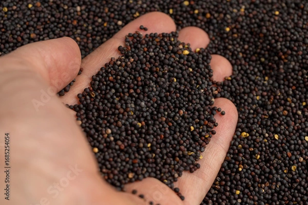 Fototapeta a large number of black rapeseed seeds are used to produce rapeseed oil, black rapeseed is used to produce food