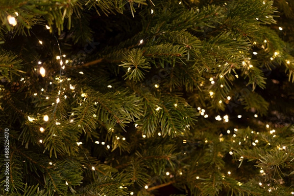 Fototapeta Lush evergreen branches of live Christmas tree with twinkling lights