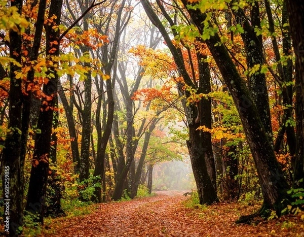 Fototapeta Autumnal forest path in misty light
