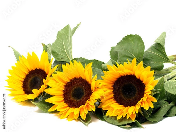 Obraz Sunflowers