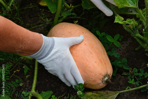 Fototapeta Harvesting a Butternut Squash in a Garden