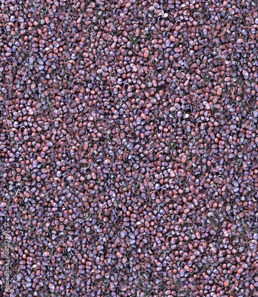 Obraz Acorns on the ground after a storm