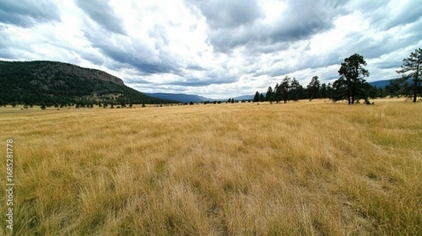 Obraz Golden Meadow under Cloudy Sky