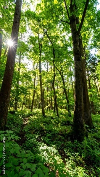 Fototapeta Lush forest floor bathed in sunlight (8)