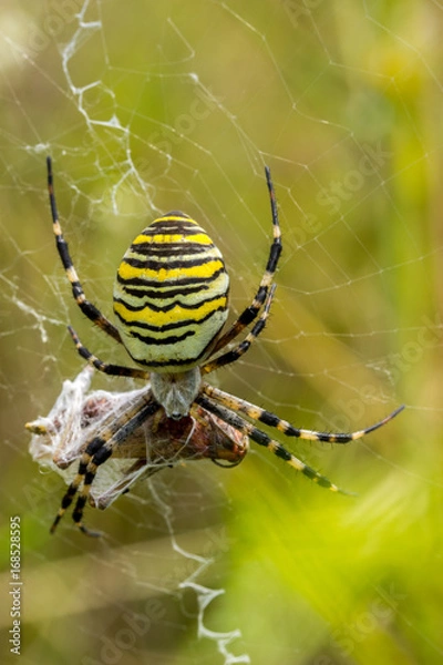 Obraz Wasp Spider, Wespenspinne